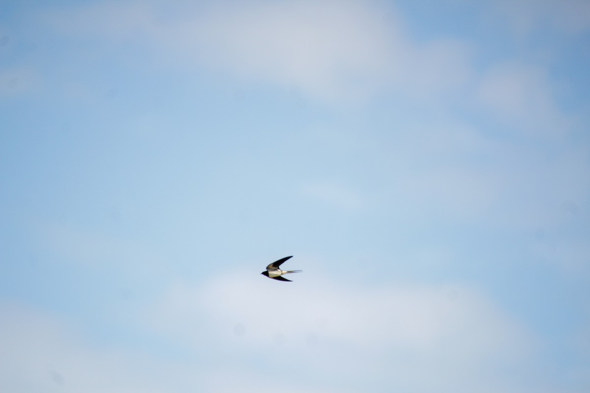 Barn Swallow - ML619018601
