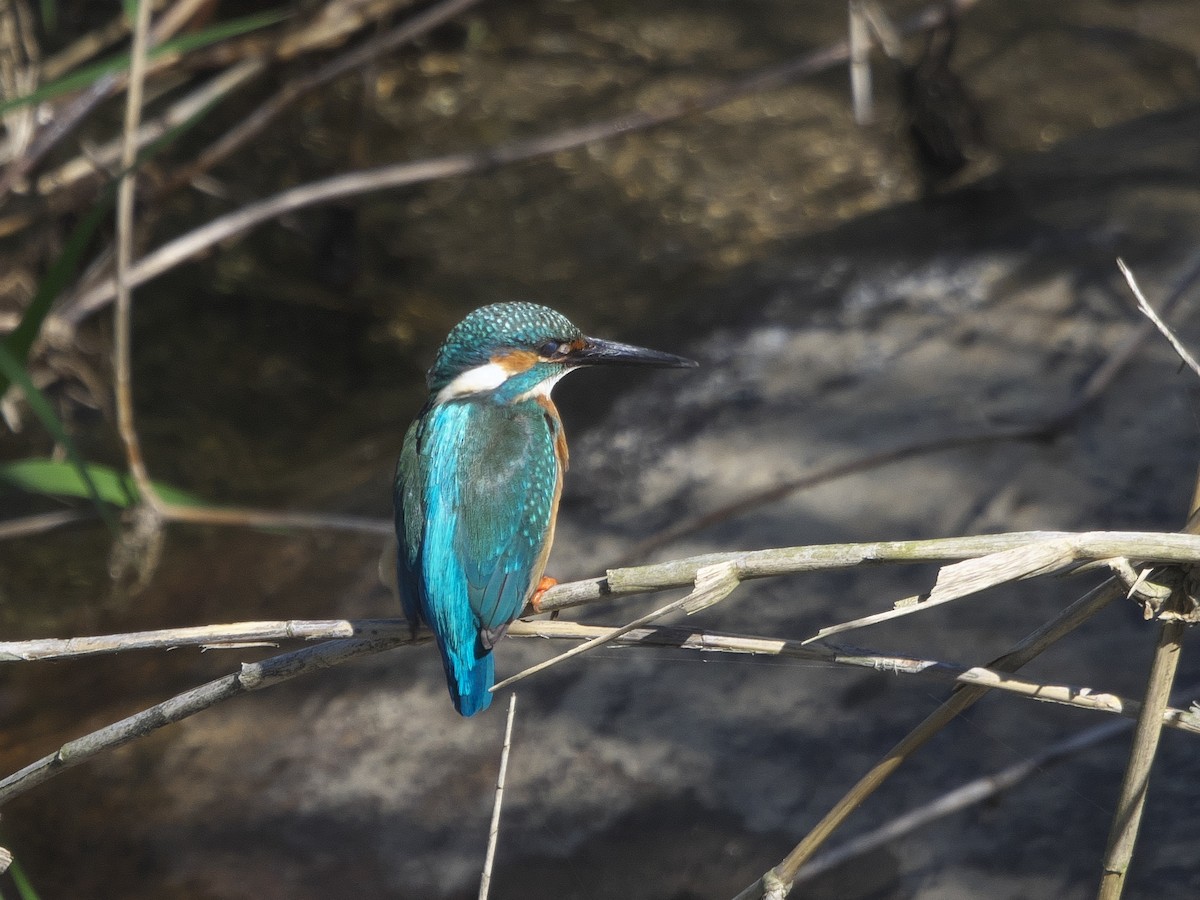 Common Kingfisher - Kan Tojima