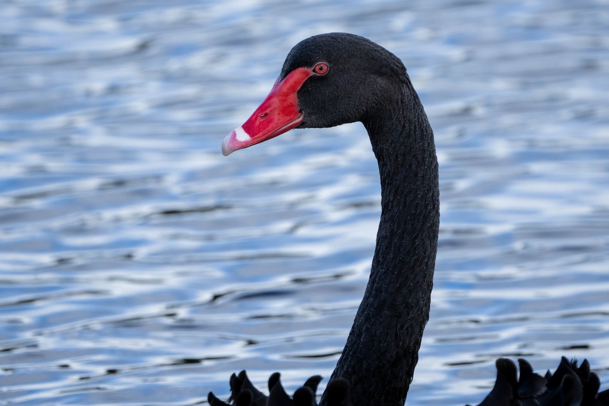 Black Swan - ML619018613