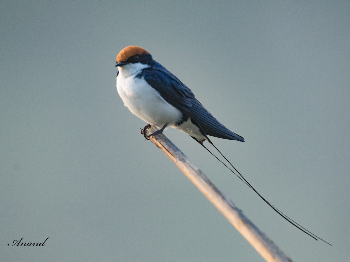 Wire-tailed Swallow - ML619018643