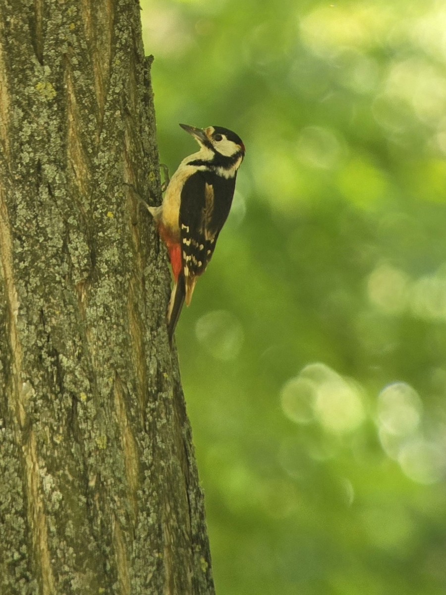 Great Spotted Woodpecker - ML619018666