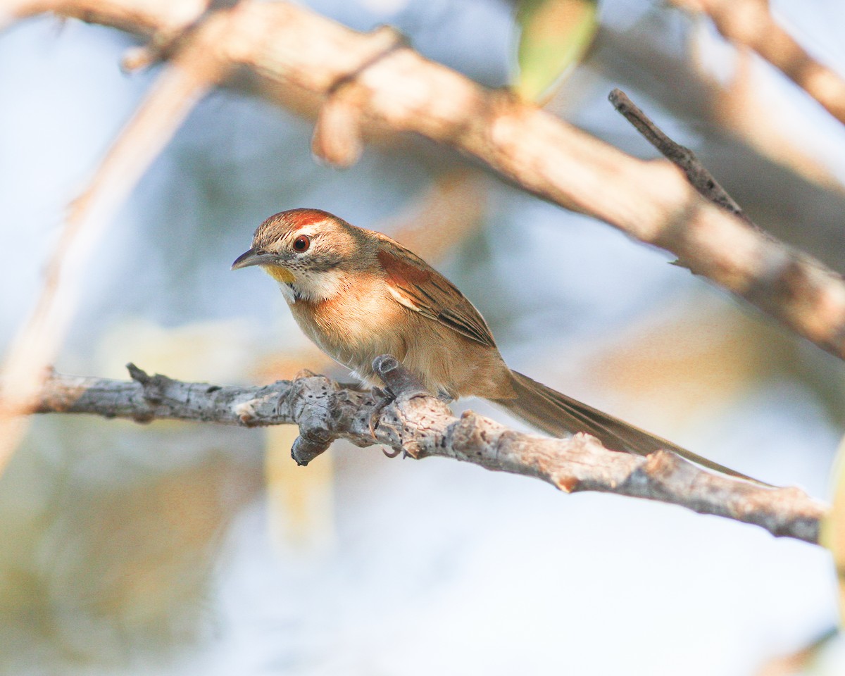 Chotoy Spinetail - ML619018692
