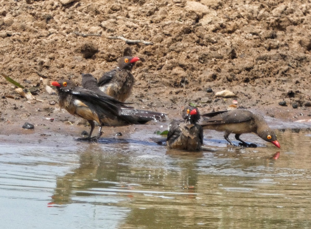 Red-billed Oxpecker - ML619018718
