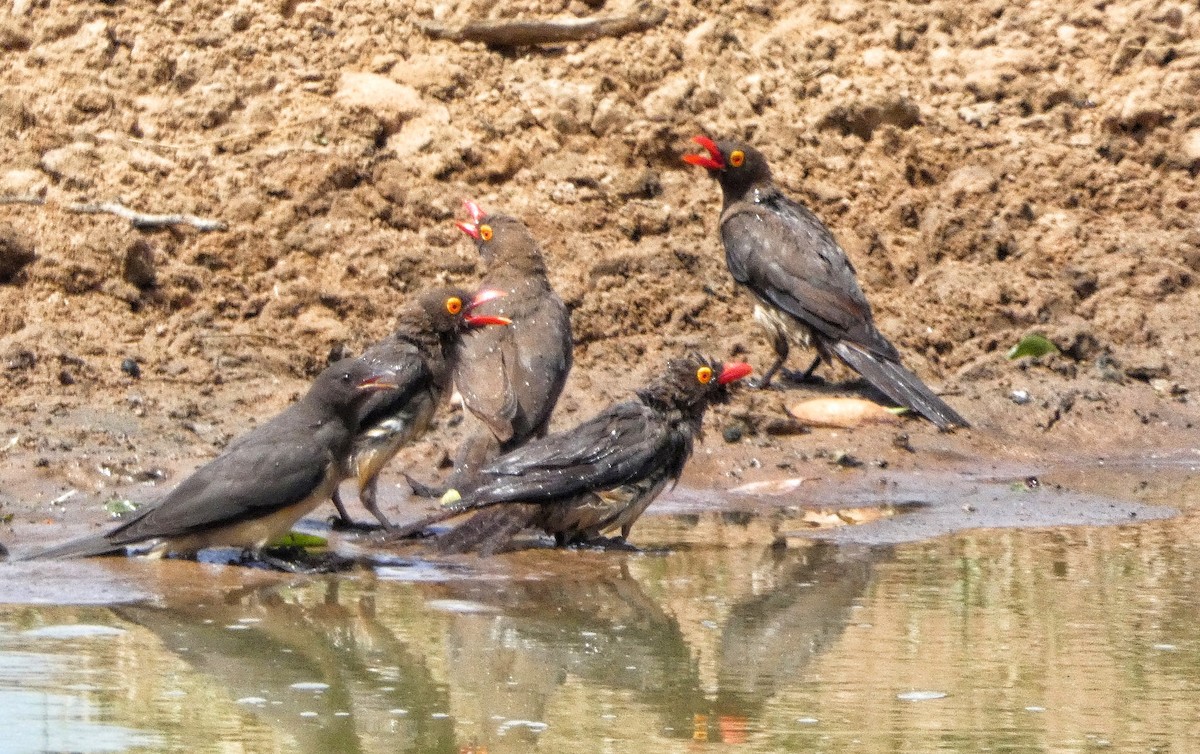 Red-billed Oxpecker - ML619018722