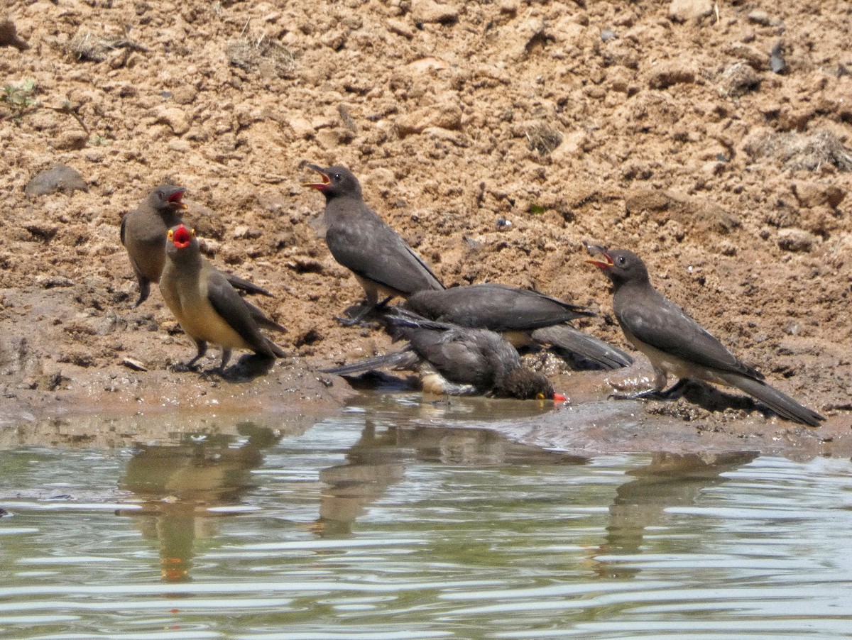Red-billed Oxpecker - ML619018723