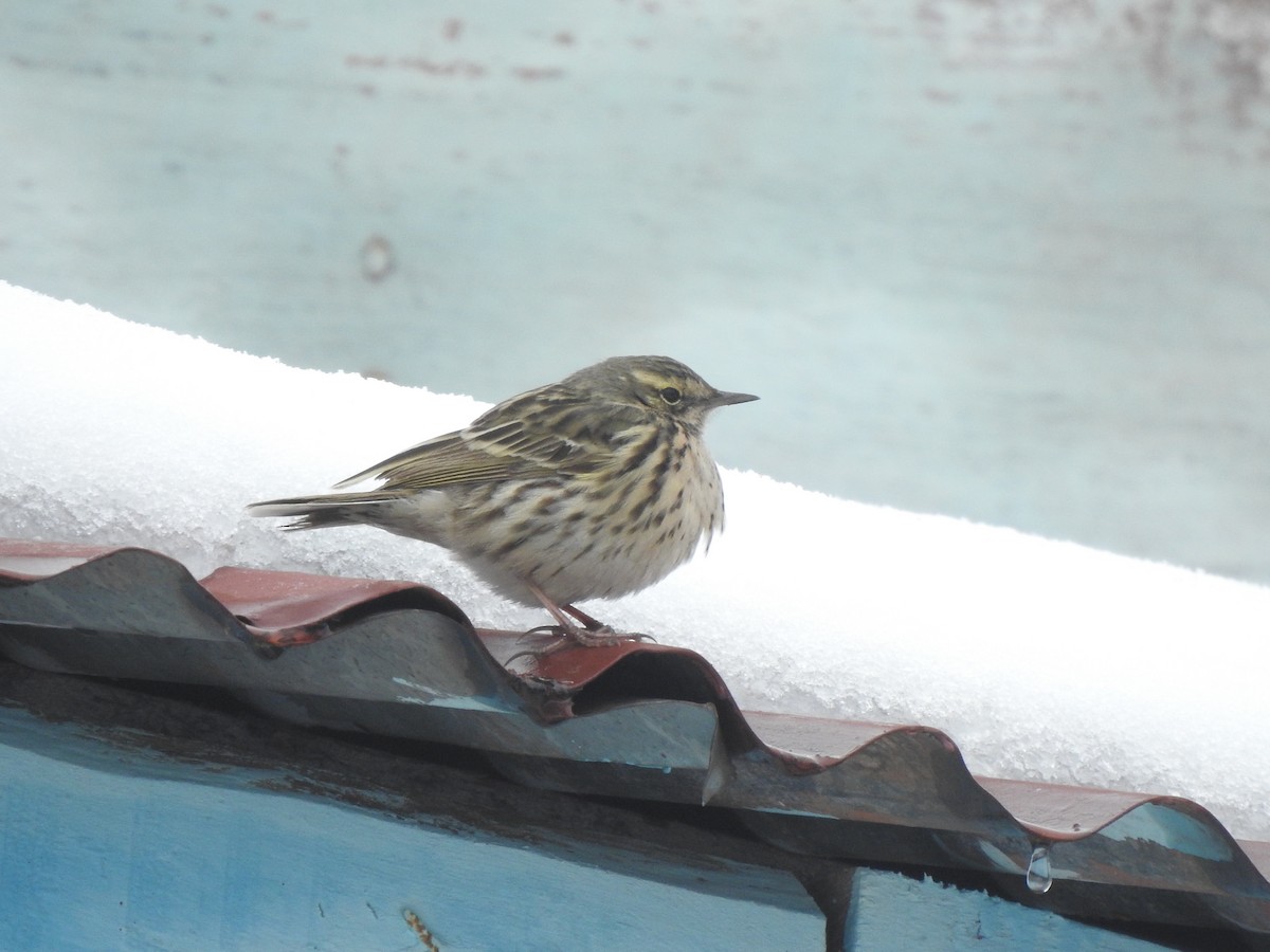 Rosy Pipit - ML619018747