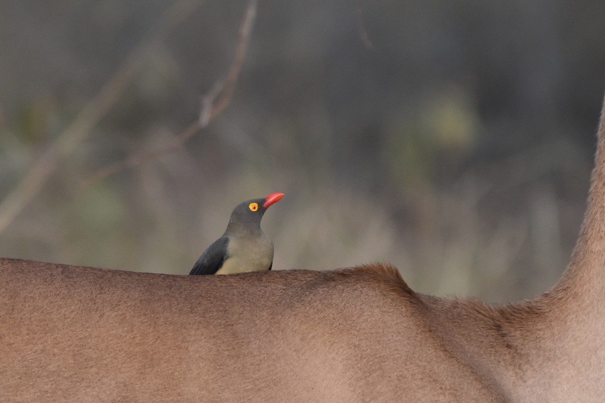 Red-billed Oxpecker - ML619018778