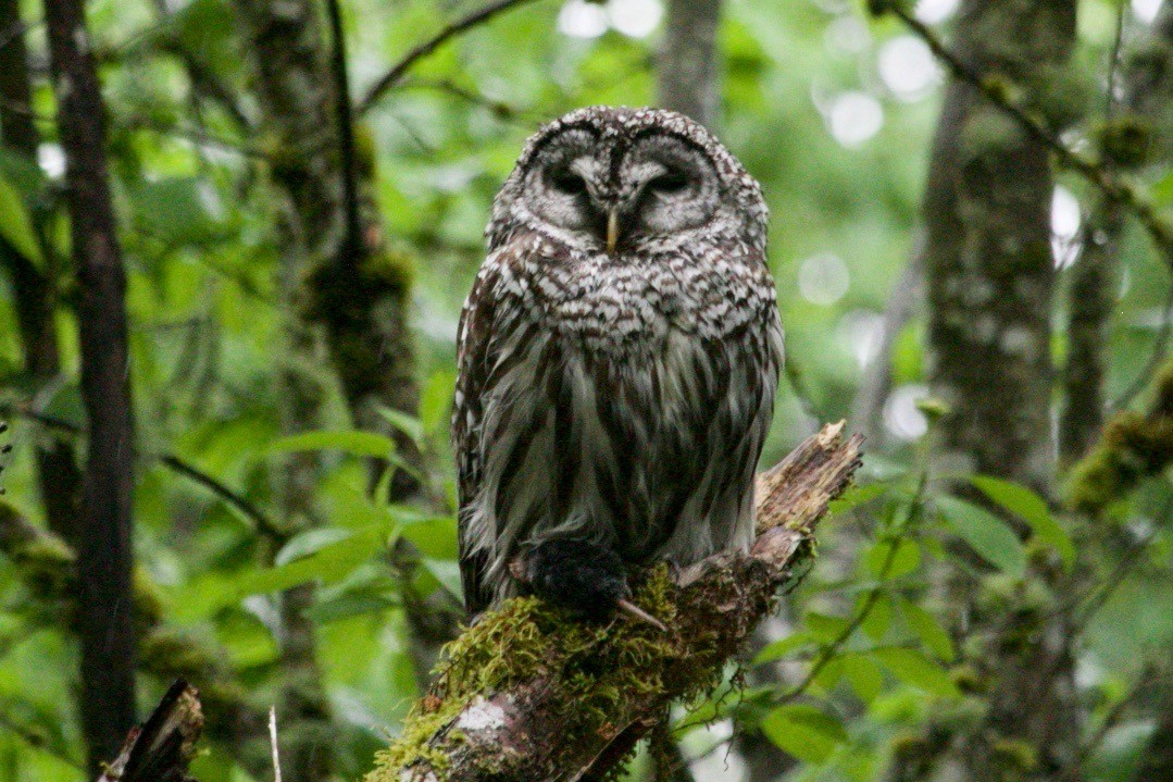 Barred Owl - ML619018785