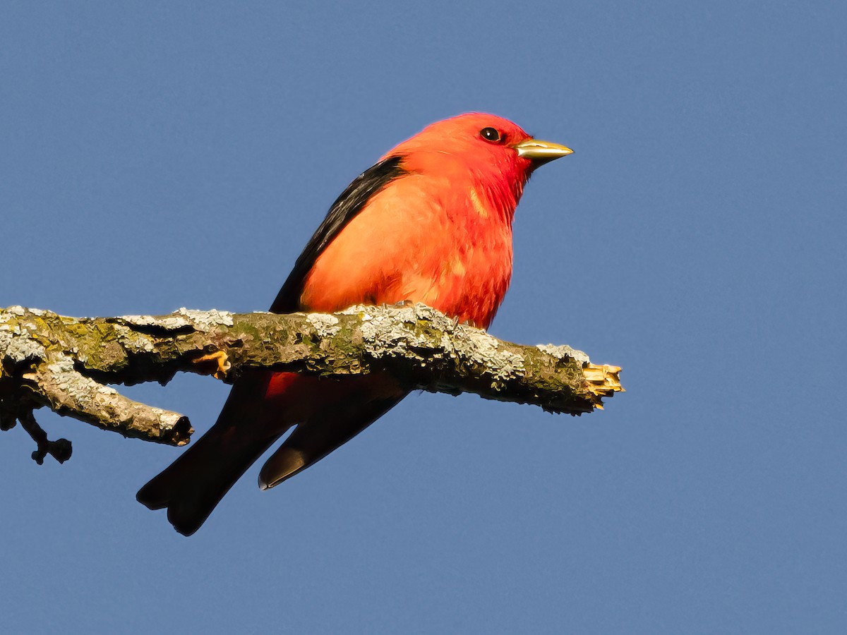 Scarlet Tanager - ML619018809