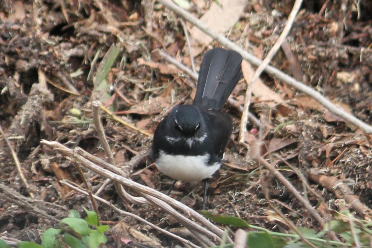 Willie-wagtail - ML619018820