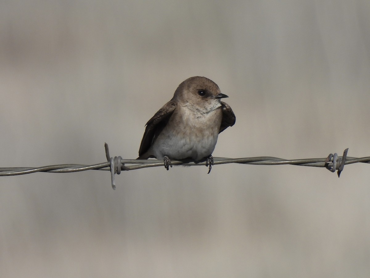 Northern Rough-winged Swallow - Bradley Evans