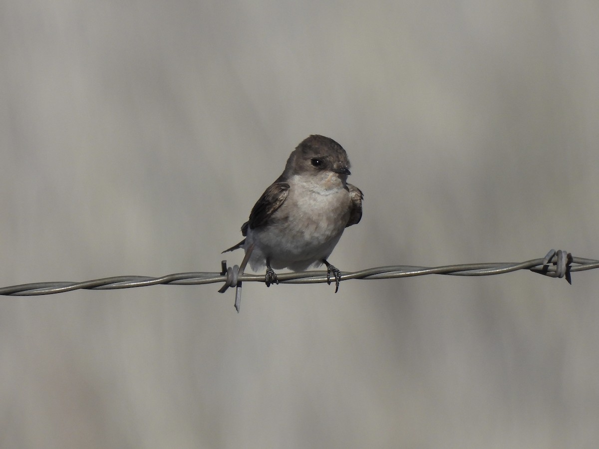 Northern Rough-winged Swallow - ML619018919