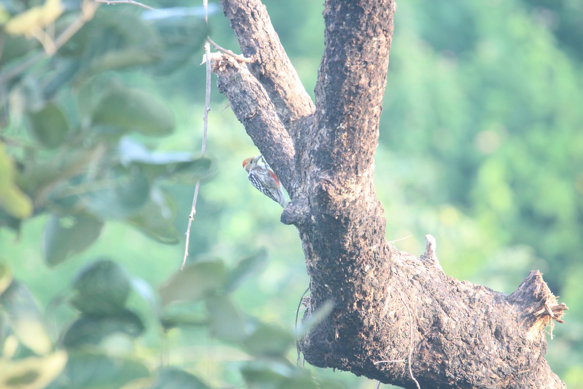 Yellow-crowned Woodpecker - ML619018937