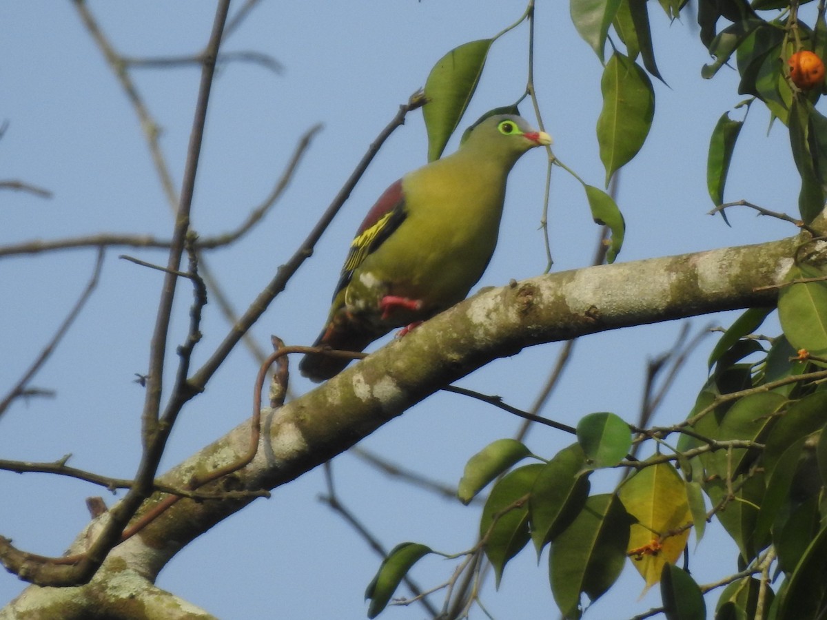 Thick-billed Green-Pigeon - ML619018957