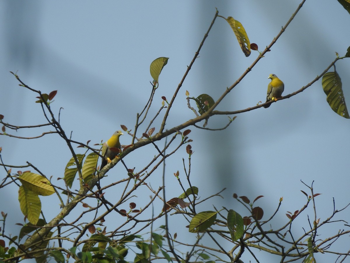 Yellow-footed Green-Pigeon - ML619018960