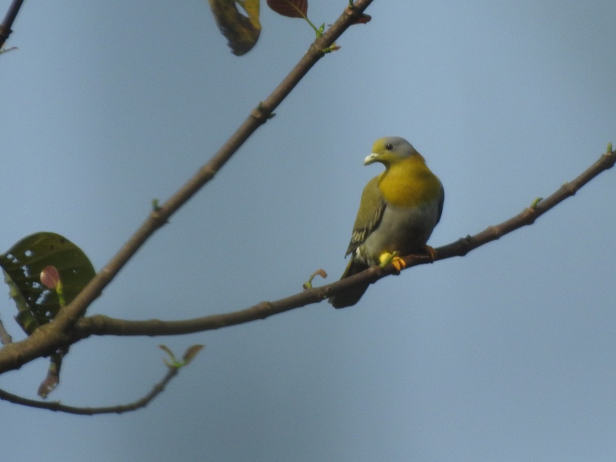 Yellow-footed Green-Pigeon - Subbu Subramanya