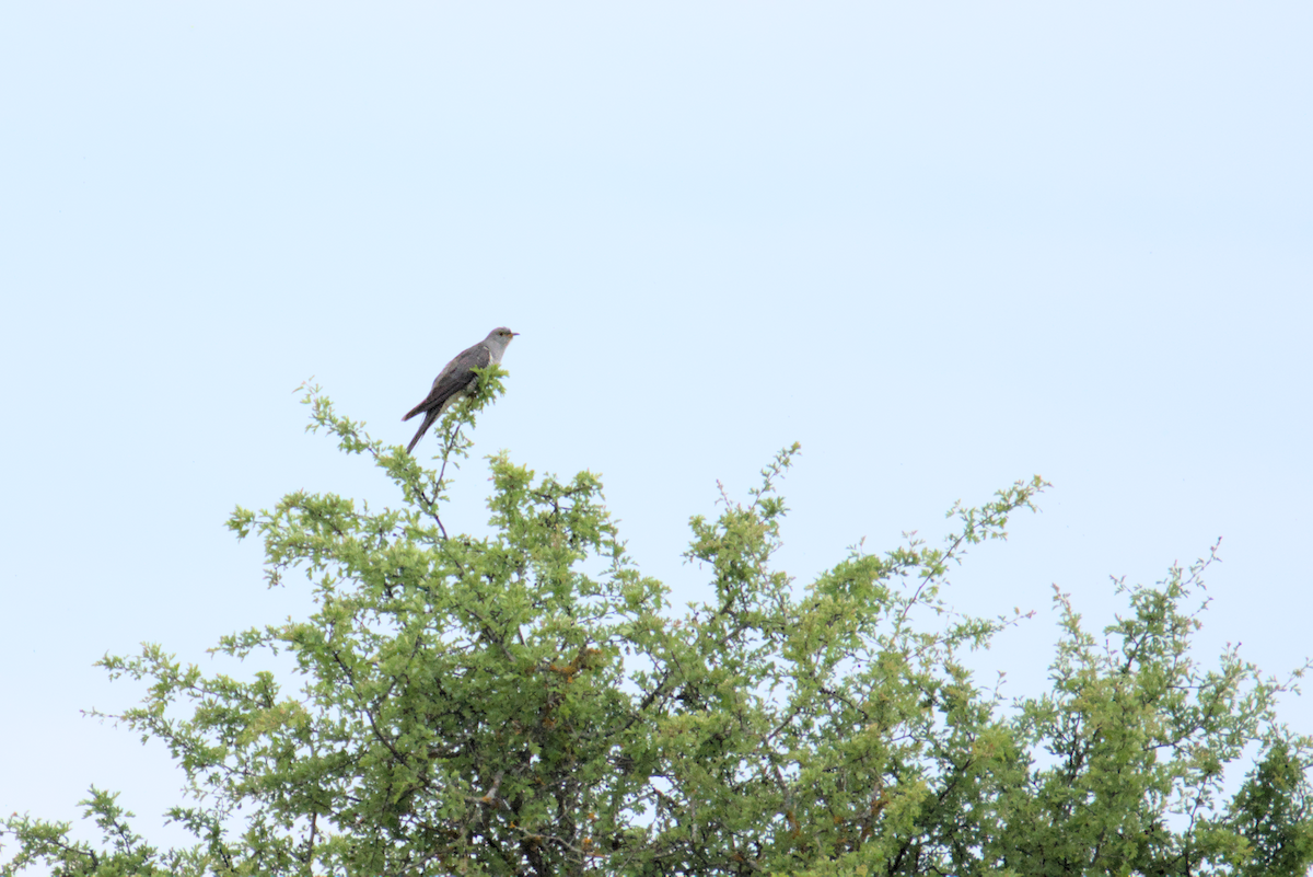 Common Cuckoo - ML619018984