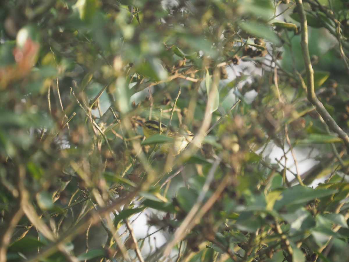 Sulphur-breasted Warbler - ML619019054