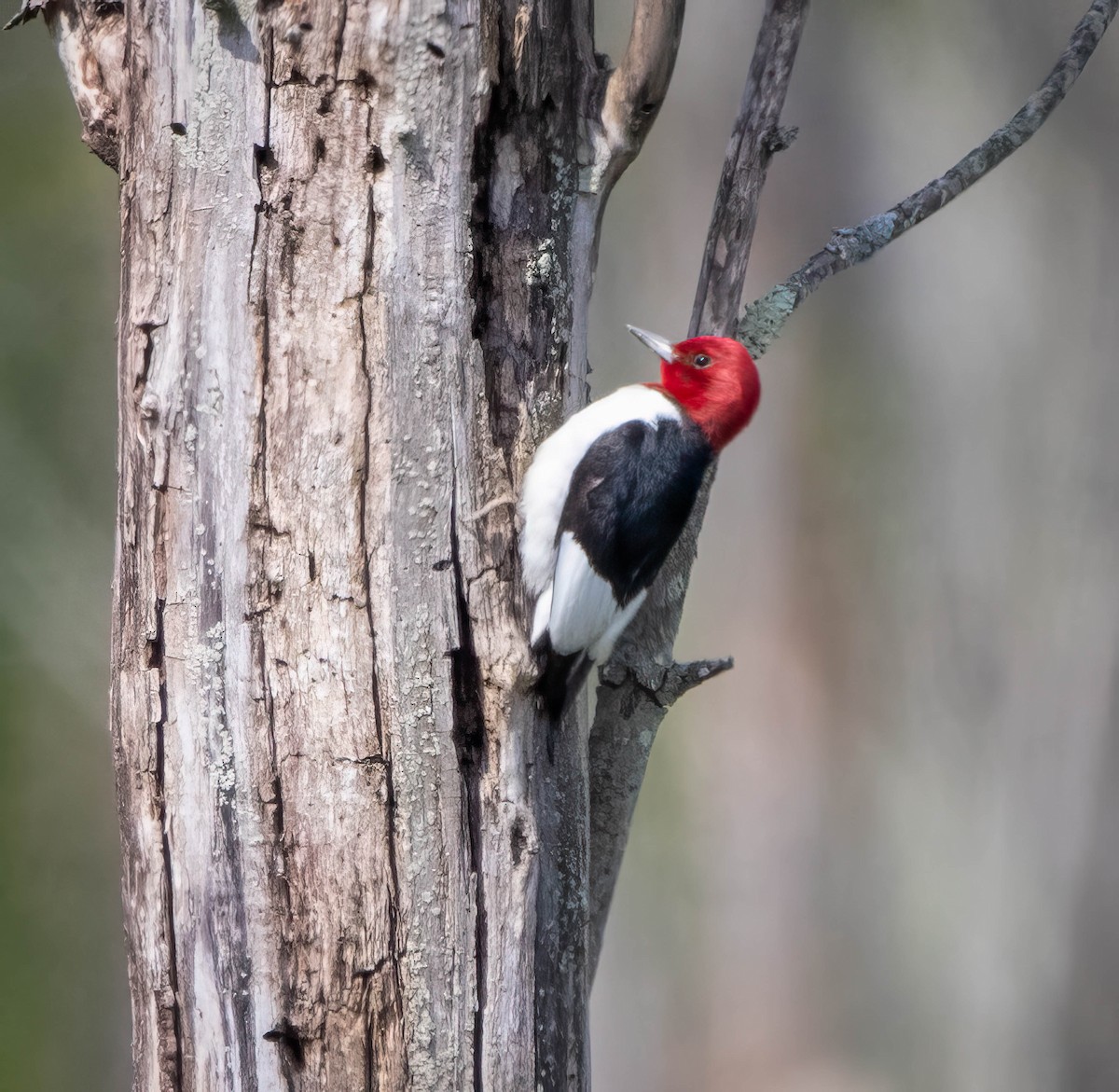 Red-headed Woodpecker - Paul Williamson