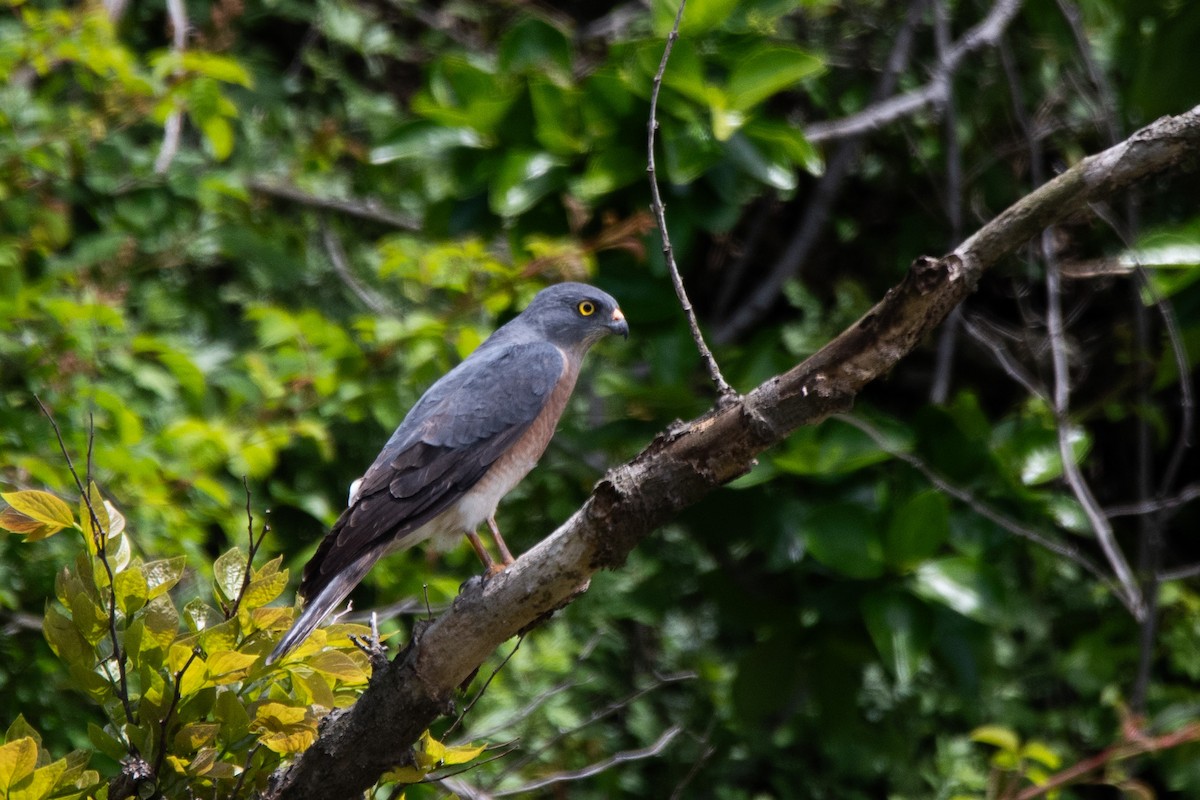 Chinese Sparrowhawk - ML619019164
