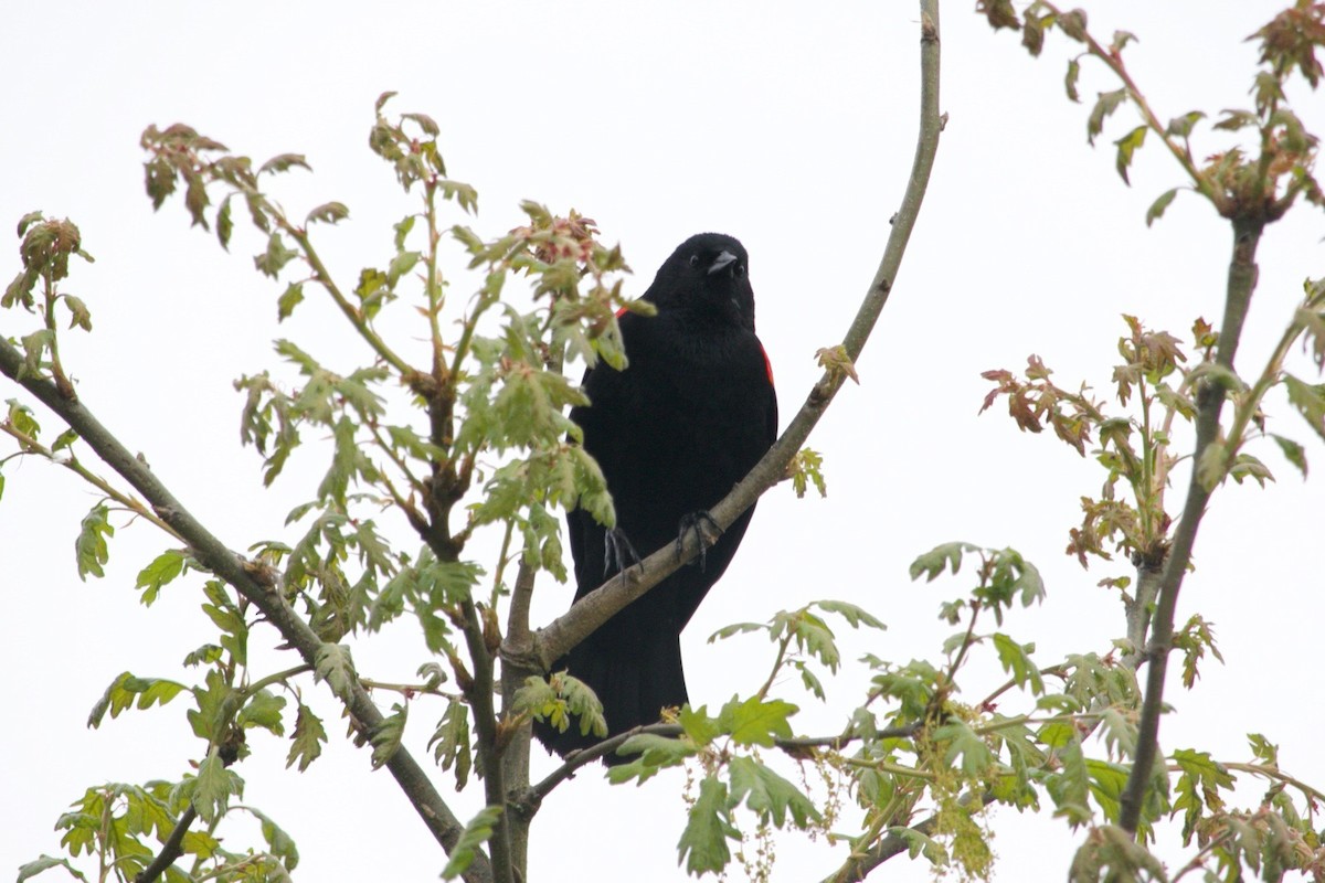 Red-winged Blackbird - ML619019169