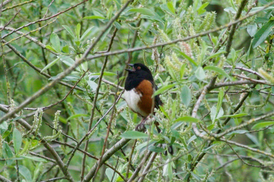 Spotted Towhee - ML619019170