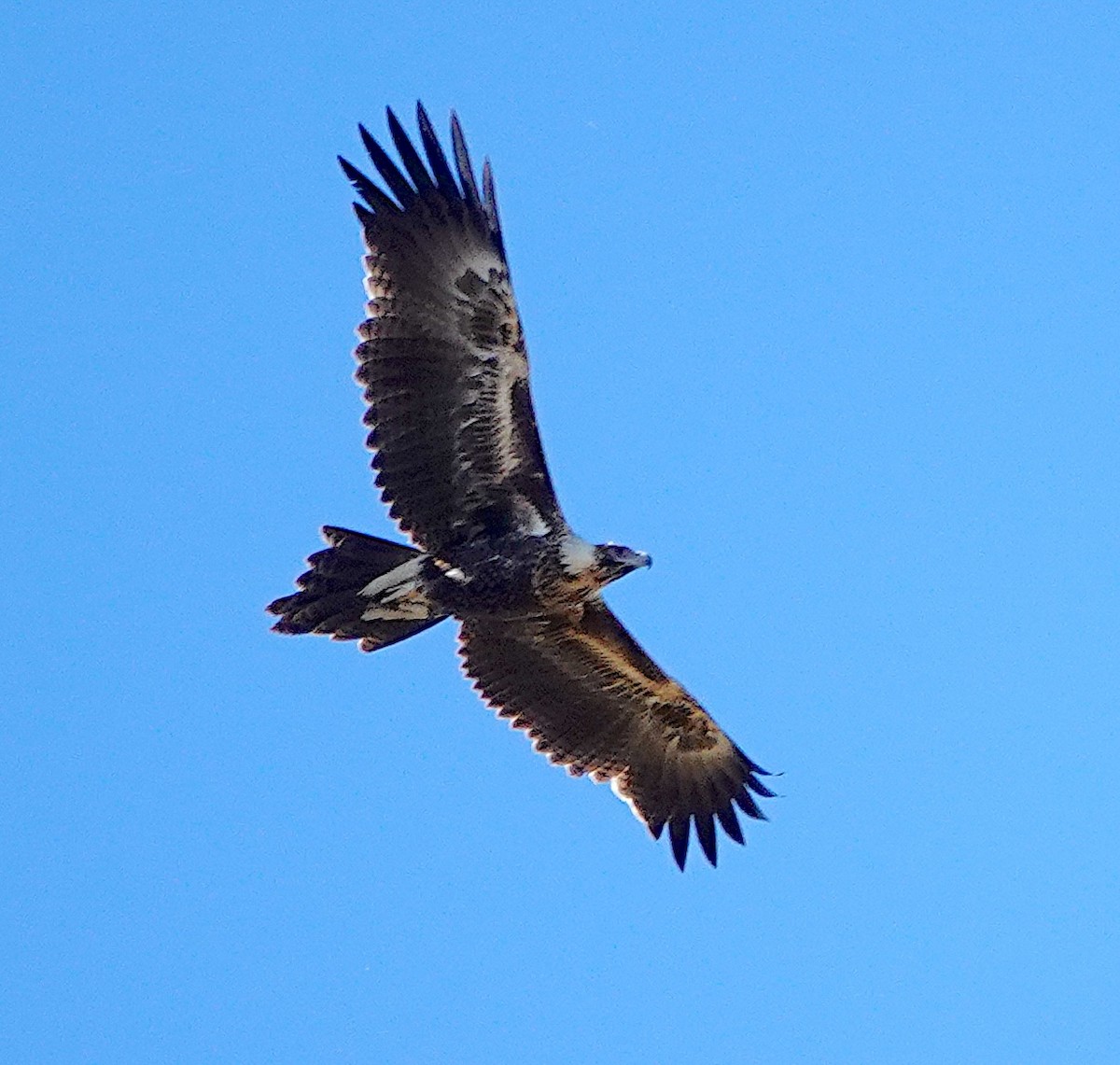 Wedge-tailed Eagle - Norm Clayton