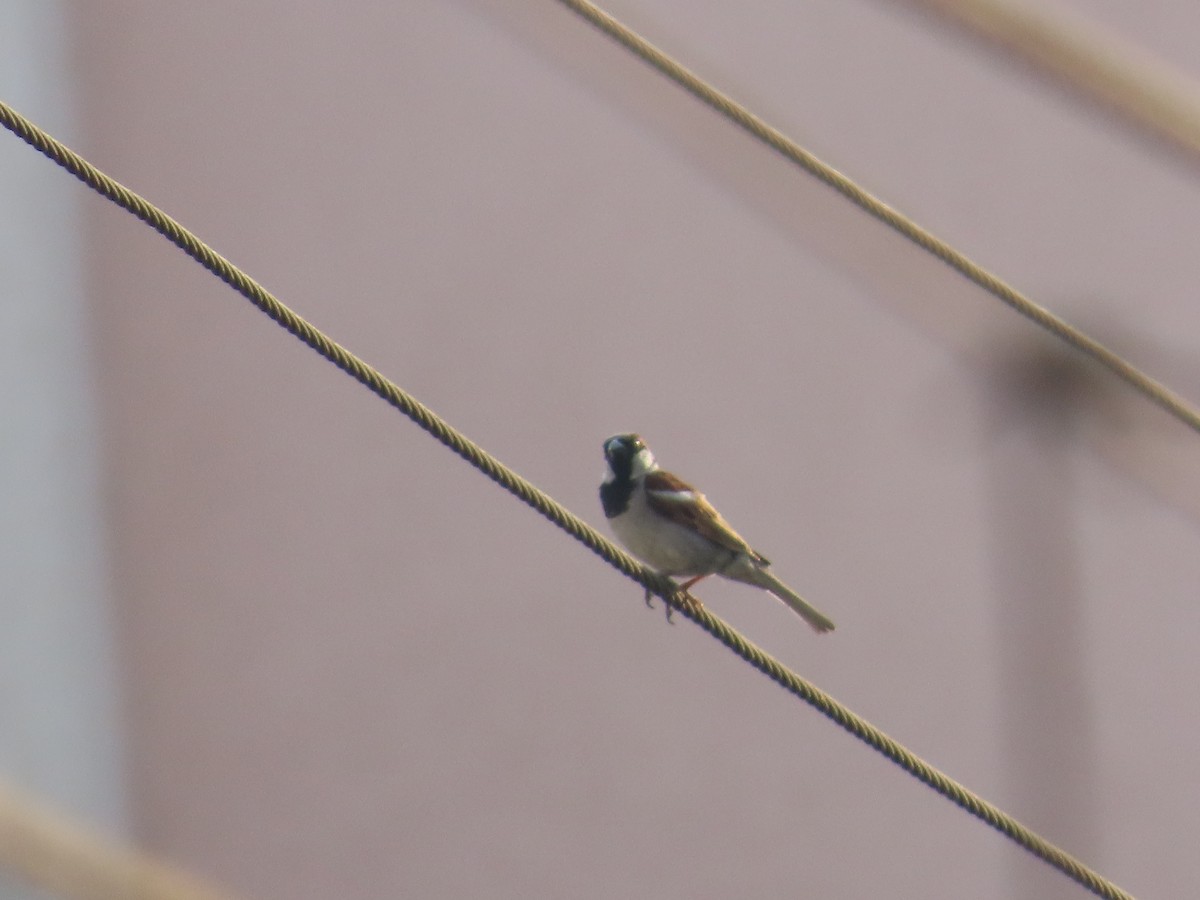 House Sparrow - ML619019194