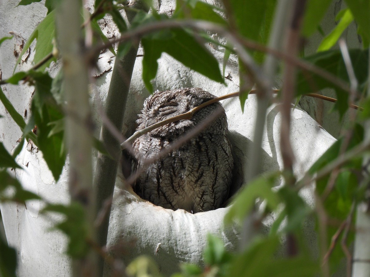Western Screech-Owl - ML619019199