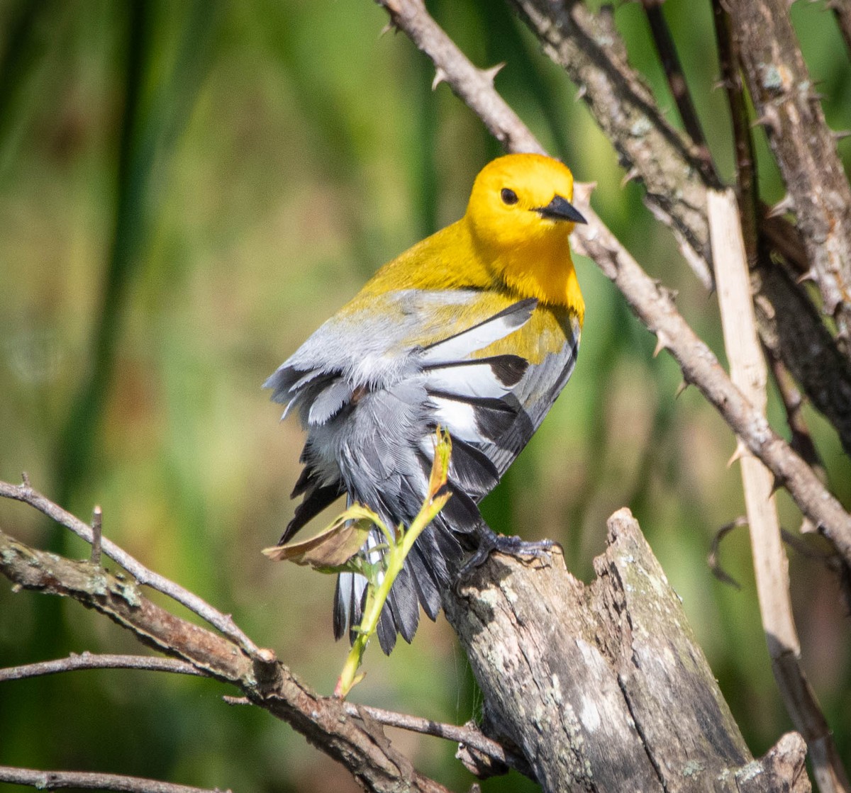 Prothonotary Warbler - Paul Williamson