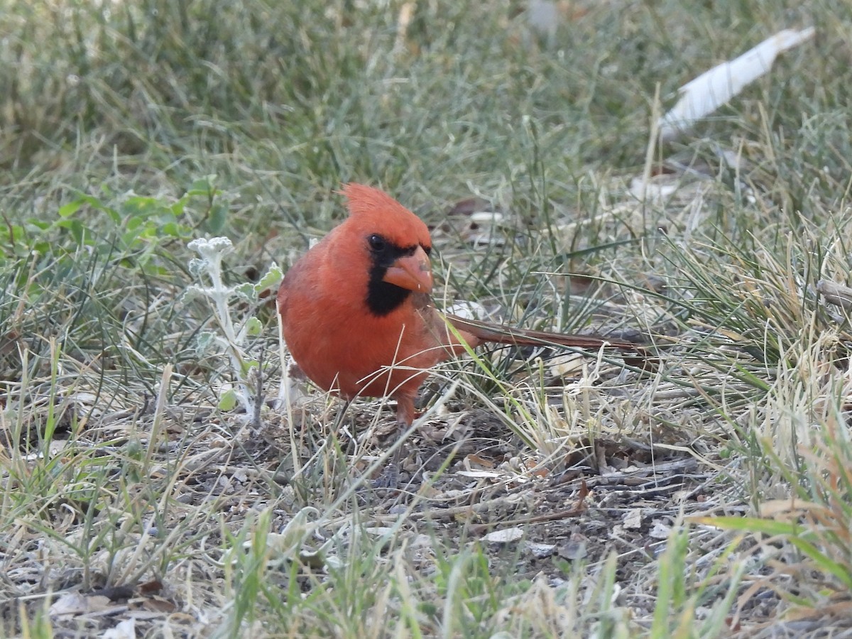 Cardinal rouge - ML619019222