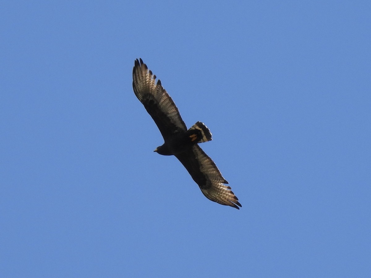 Zone-tailed Hawk - ML619019224