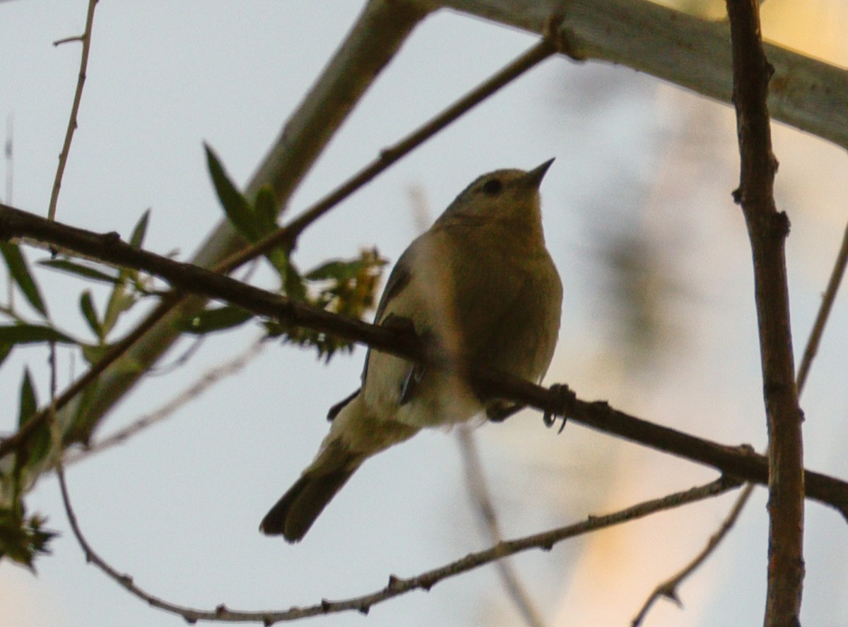 Lucy's Warbler - ML619019239