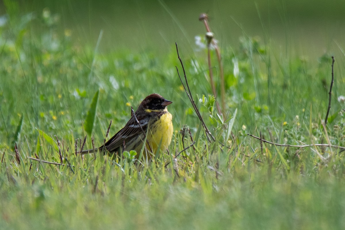 Yellow-breasted Bunting - ML619019240