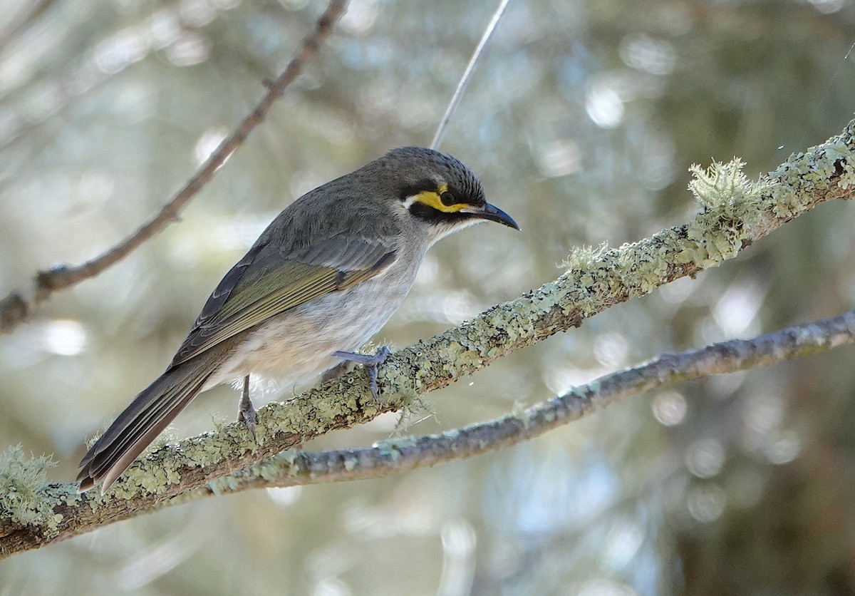 Yellow-faced Honeyeater - Norm Clayton