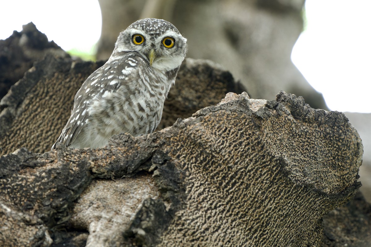 Spotted Owlet - ML619019253