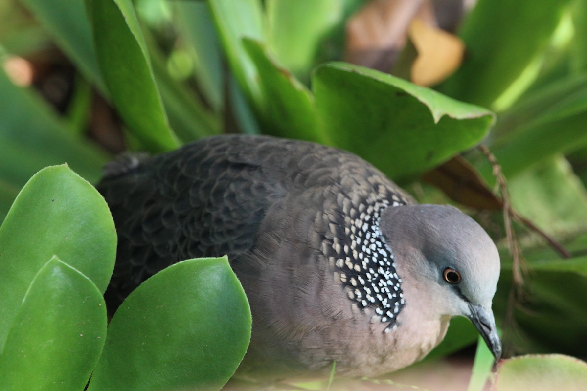 Spotted Dove - ML619019268