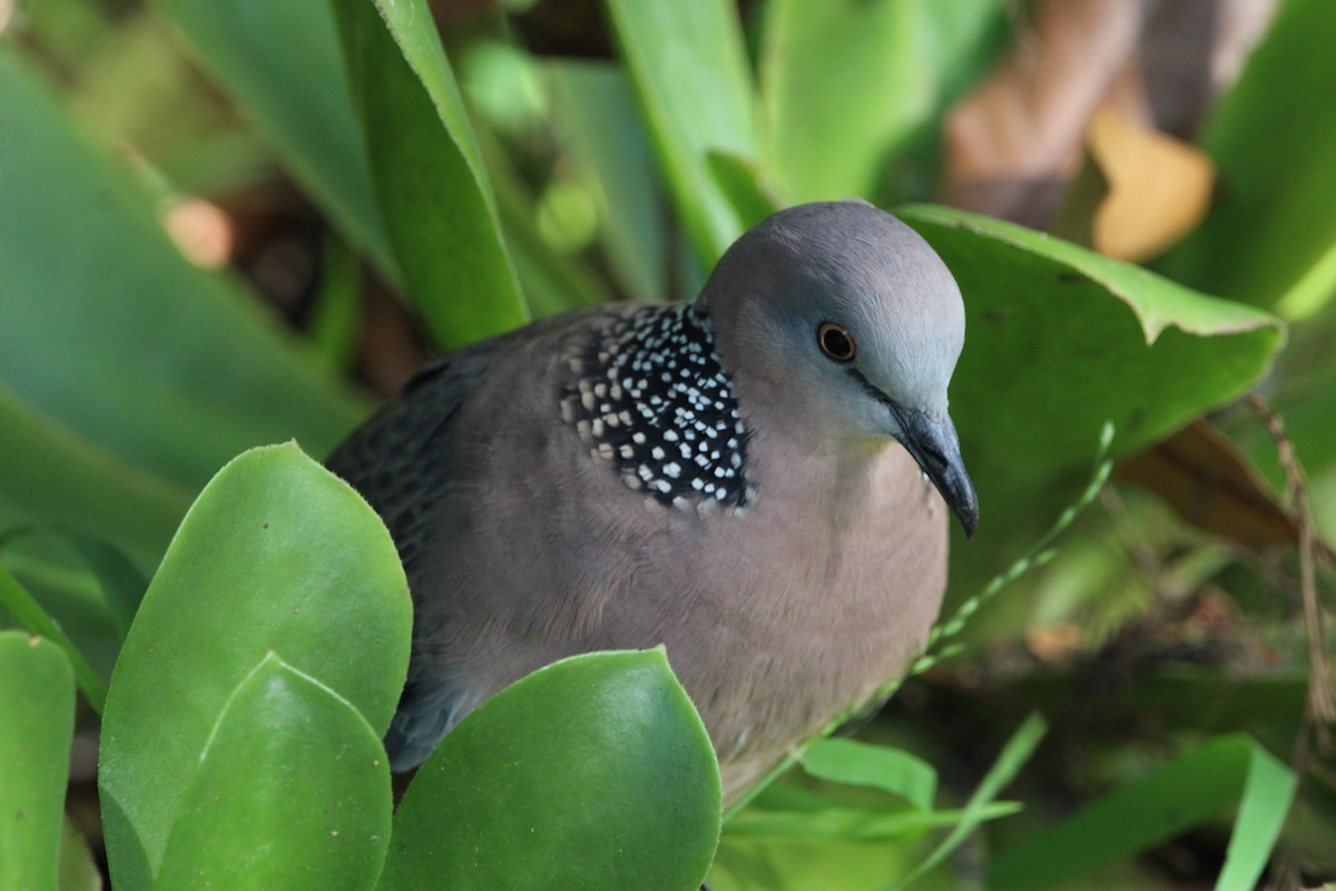 Spotted Dove - ML619019269