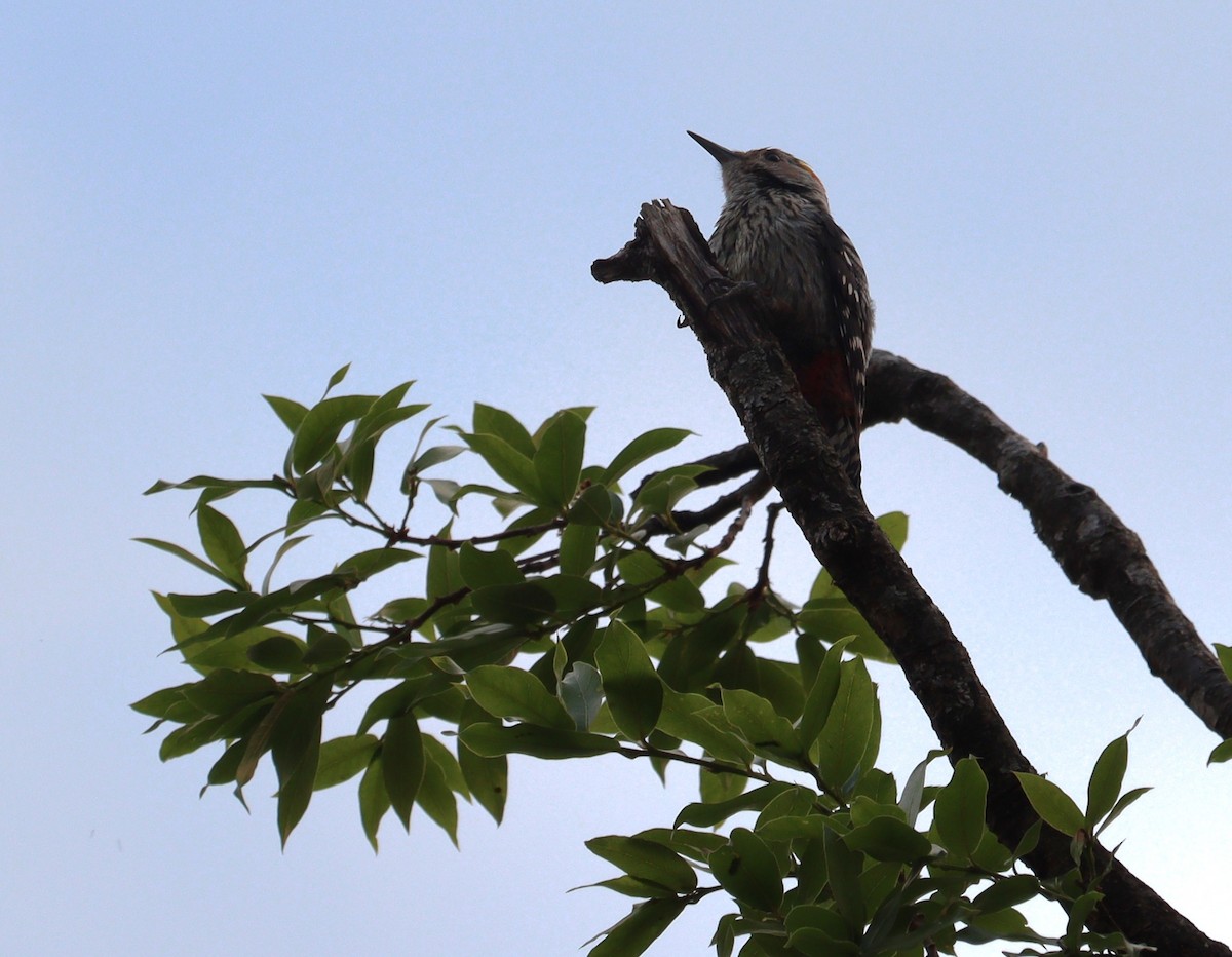 Gray-capped Pygmy Woodpecker - ML619019270