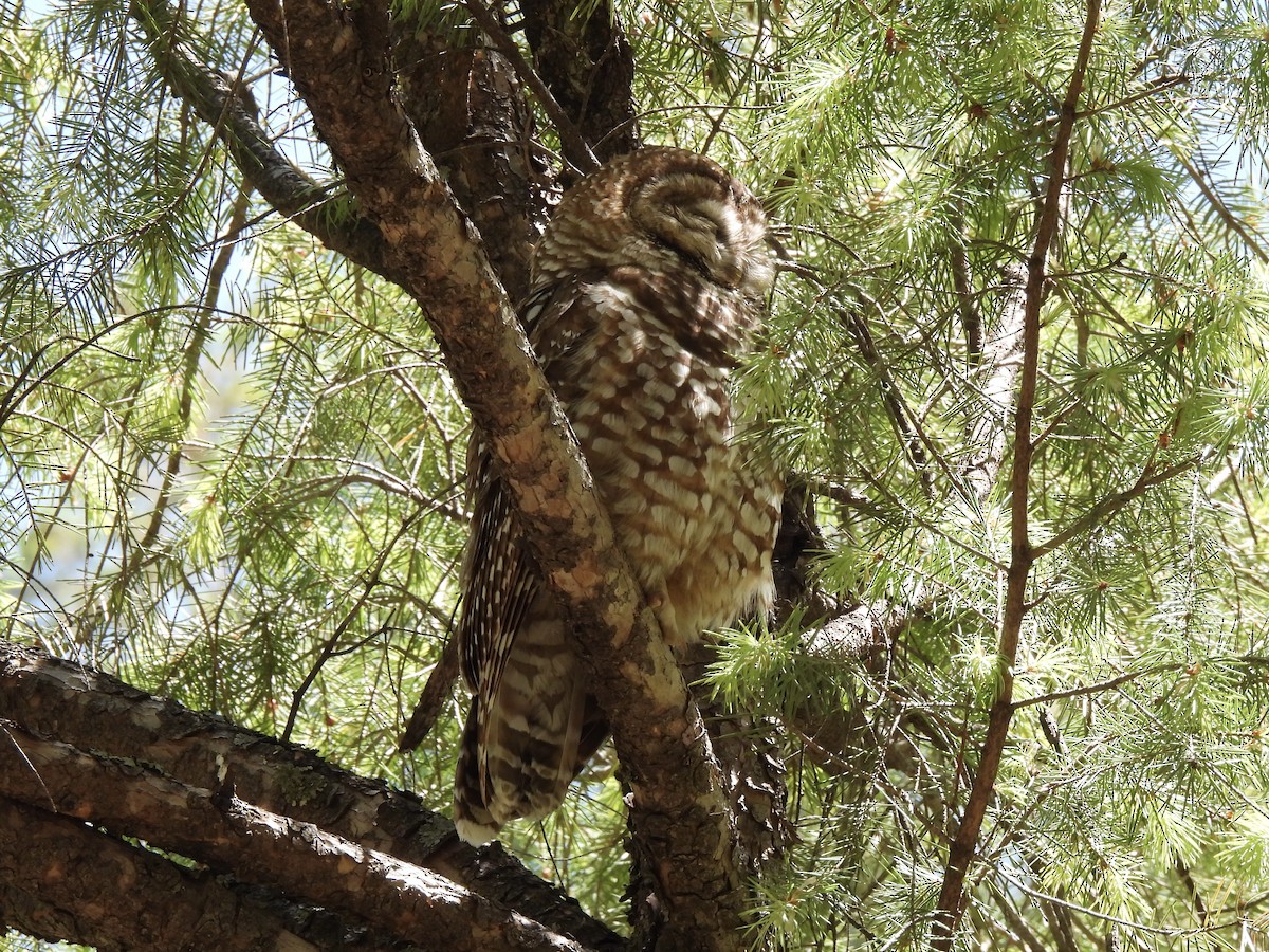 Spotted Owl - ML619019272