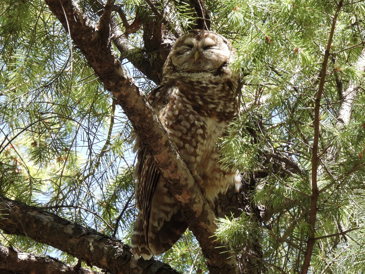 Spotted Owl - ML619019274