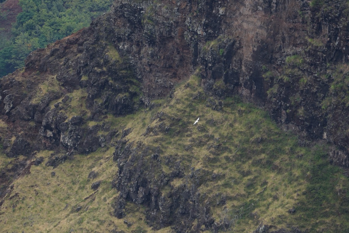 Weißschwanz-Tropikvogel - ML619019276