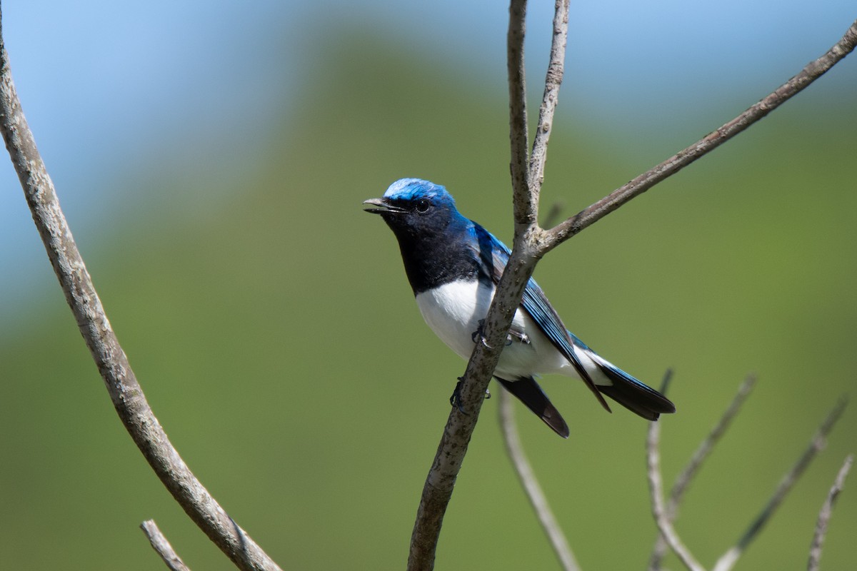 Blue-and-white Flycatcher - ML619019293