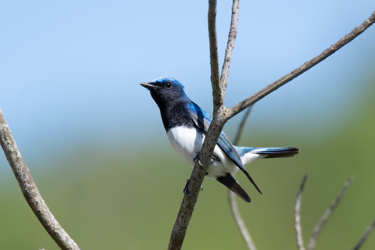 Blue-and-white Flycatcher - ML619019294