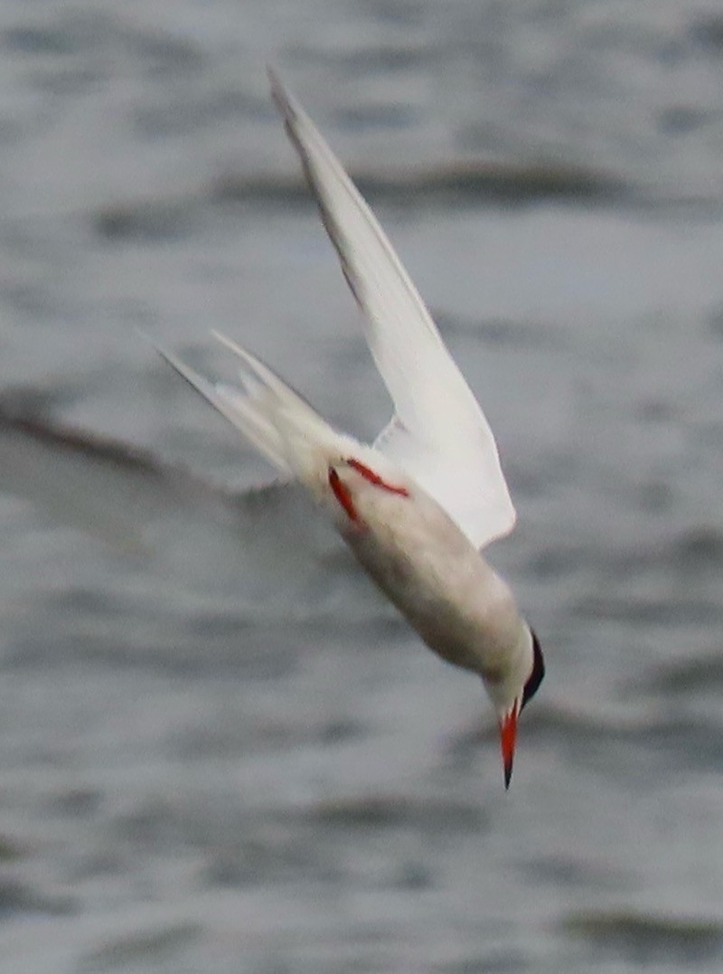 Common Tern - ML619019301