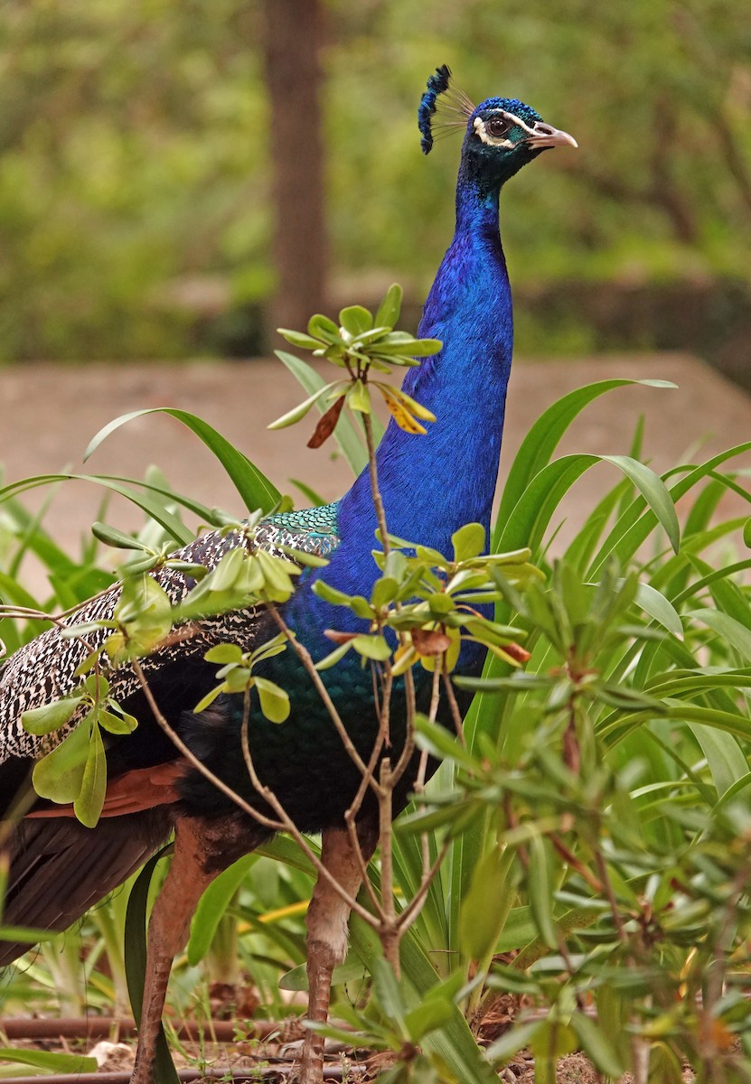 Indian Peafowl (Domestic type) - ML619019376