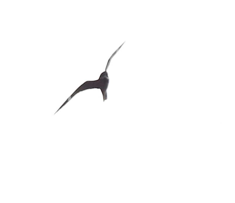 Common Nighthawk - ML619019399