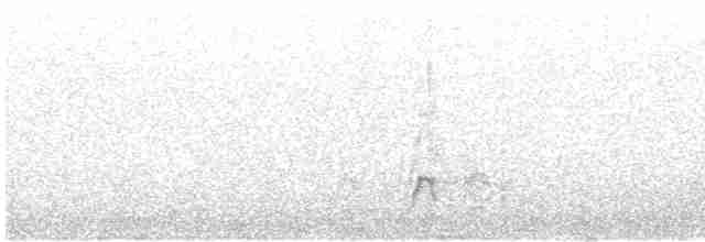 Canard siffleur - ML619019445