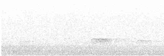 Eurasian Oystercatcher (Western) - ML619019448