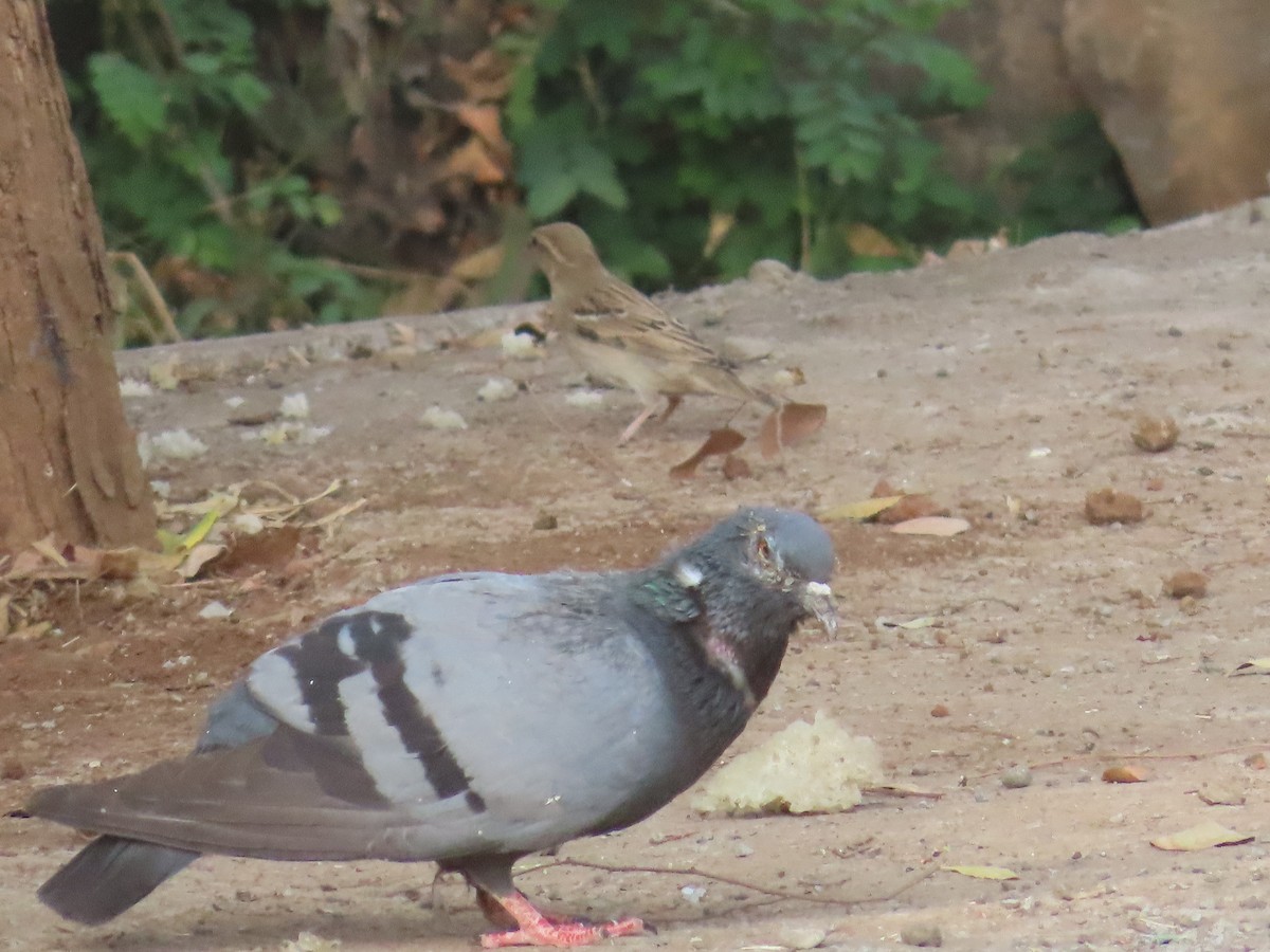 Pigeon biset (forme domestique) - ML619019460